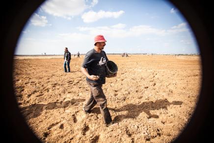 Planting wheat in Kuzaa